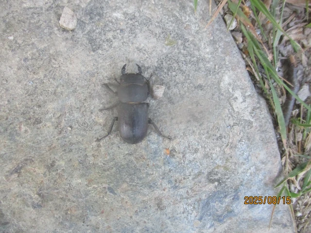 Dorcus parallelipipedus - kis szarvasbogár