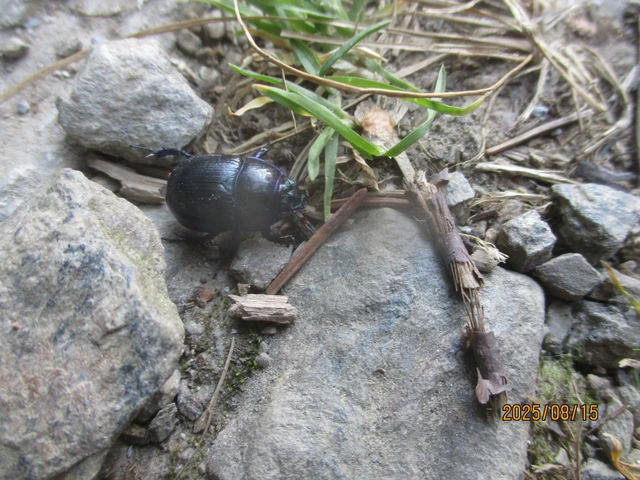 Anoplotrupes stercorosus - erdei álganéjtúró