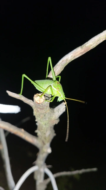Isophya costata - magyar tarsza