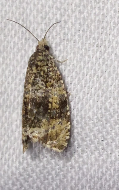 Celypha lacunana - vízparti tükrösmoly