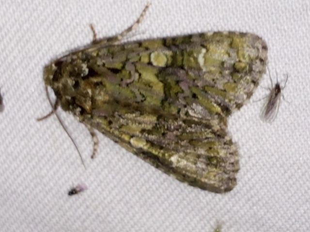 Craniophora ligustri - fagyalbagoly