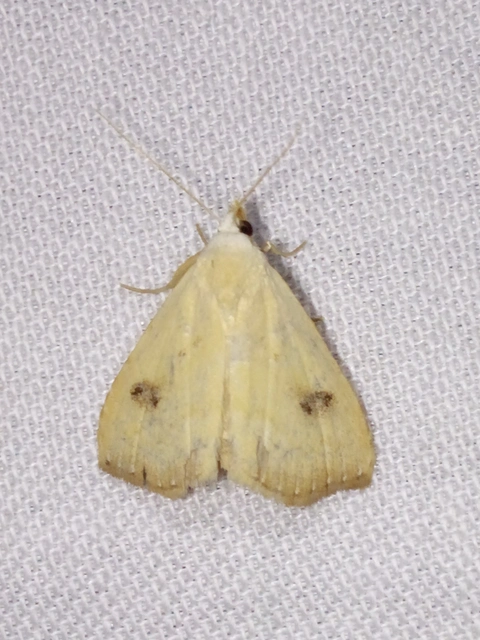 Rivula sericealis - selymes lórombagoly