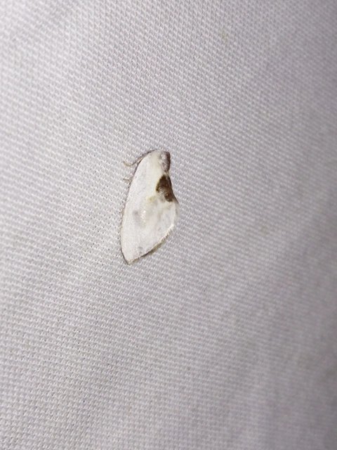 Cilix glaucata - törpe sarlósszövő