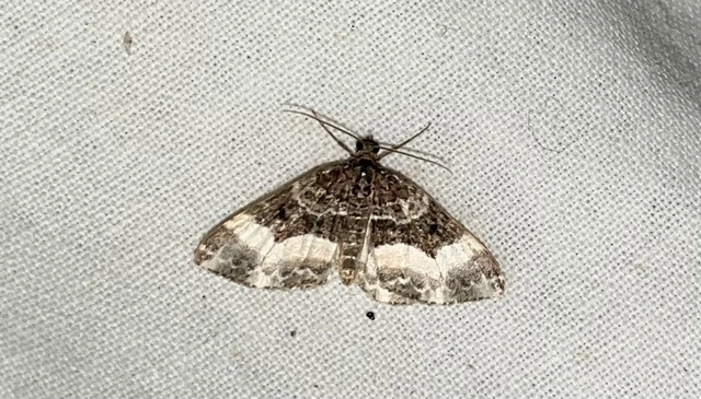 Euphyia unangulata - fogassávú tarkaaraszoló