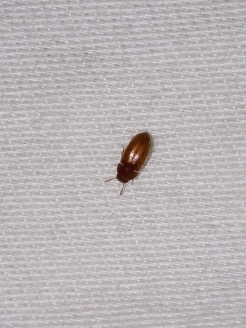 Typhaea