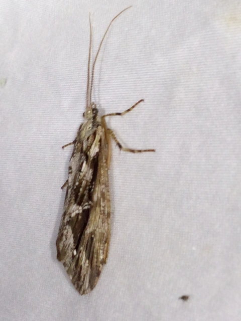 Trichoptera - Tegzesek