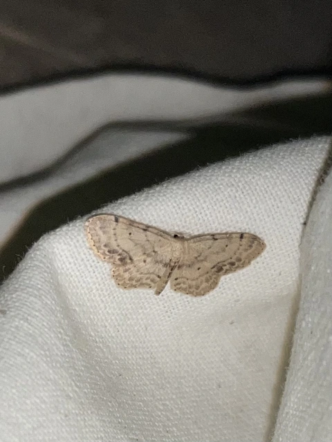 Idaea dimidiata - gyakori apróaraszoló