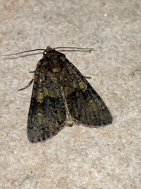 Craniophora ligustri - fagyalbagoly