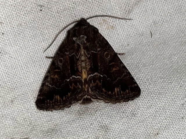Thalpophila matura - fakó erdeibagoly