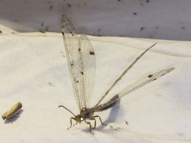 Distoleon tetragrammicus - négyfoltos hangyaleső
