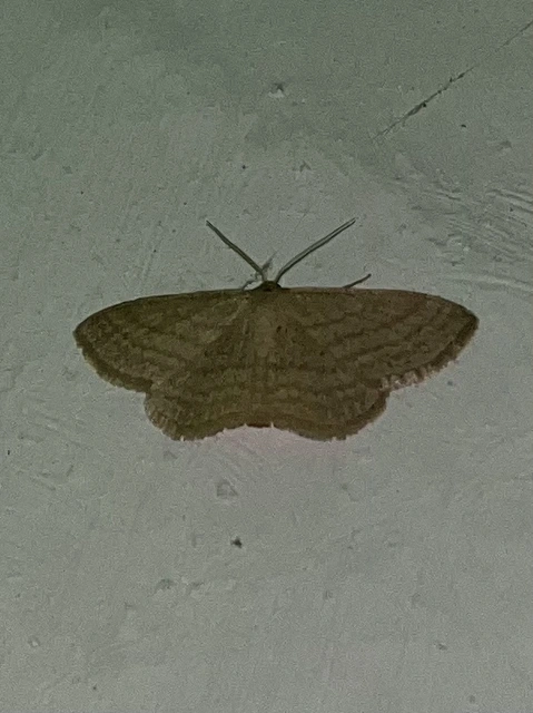 Scopula virgulata - vesszős sávosaraszoló