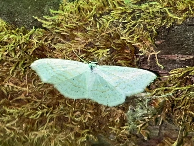 Scopula caricaria - mocsári fehéraraszoló
