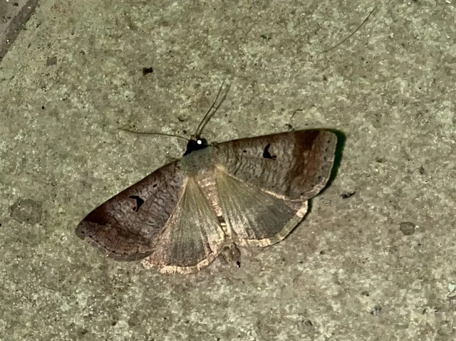 Lygephila pastinum - közönséges csüdfűbagoly