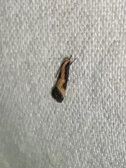 Brachmia dimidiella - citromkocsord-lápimoly