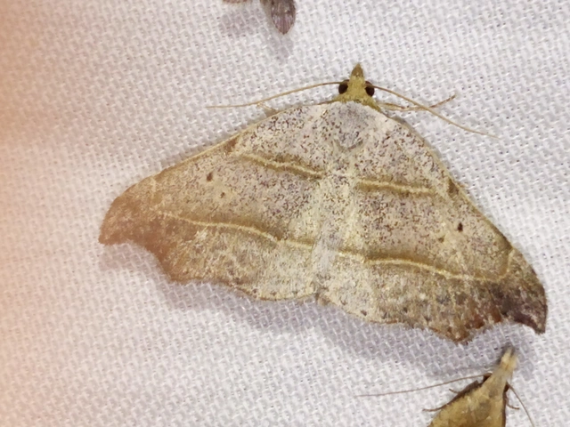 Laspeyria flexula - zuzmóbagoly