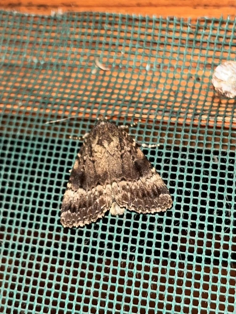 Amphipyra berbera/pyramidea