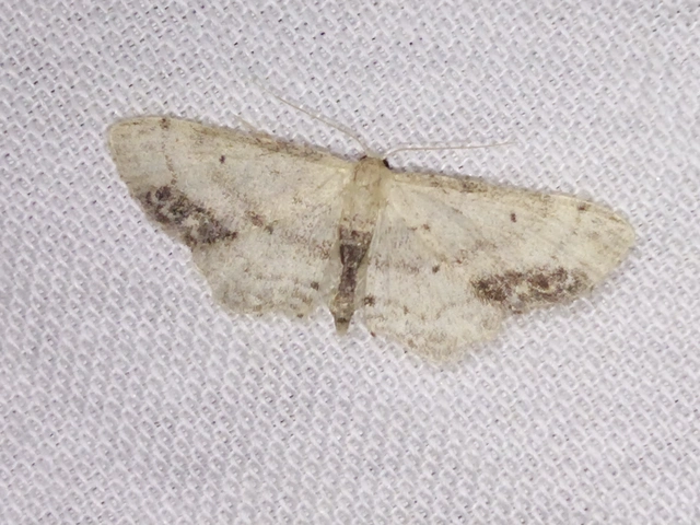 Idaea dimidiata - gyakori apróaraszoló