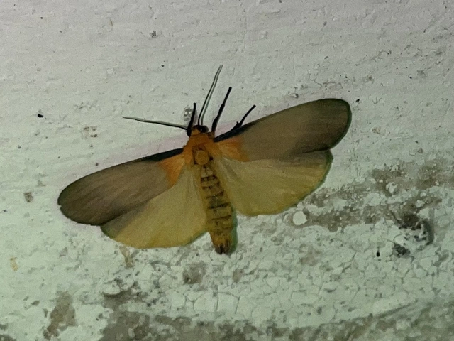 Lithosia quadra - négypettyes zuzmószövő