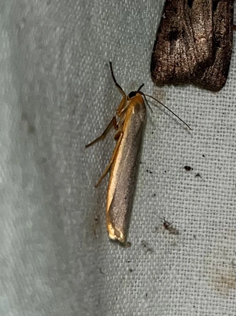 Eilema complana - közönséges zuzmószövő