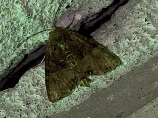 Mesoligia furuncula - kétszínű dudvabagoly