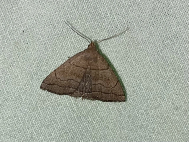 Herminia tarsicrinalis - szőröslábú karcsúbagoly