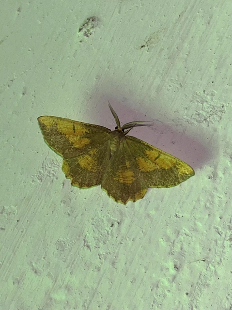Angerona prunaria - sárga kökényaraszoló