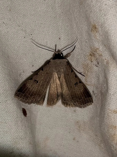 Lygephila craccae - gyakori csüdfűbagoly