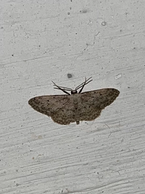Idaea seriata - szürke apróaraszoló