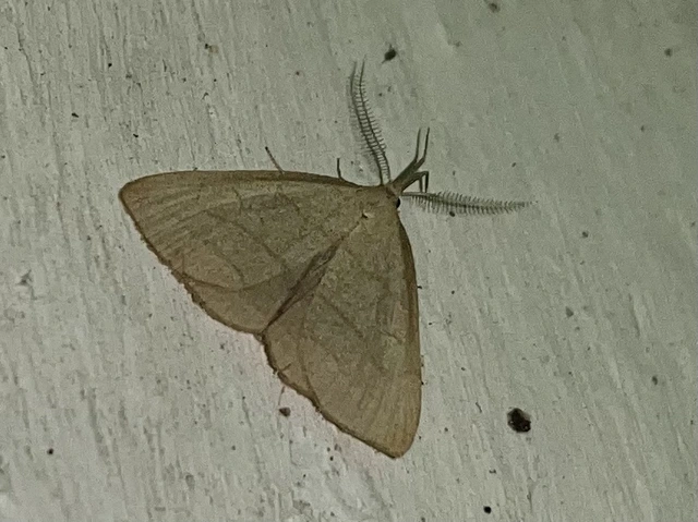 Polypogon tentacularia - sötétaljú karcsúbagoly