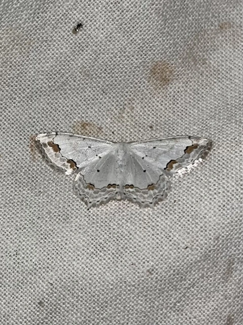 Scopula ornata - díszes fehéraraszoló