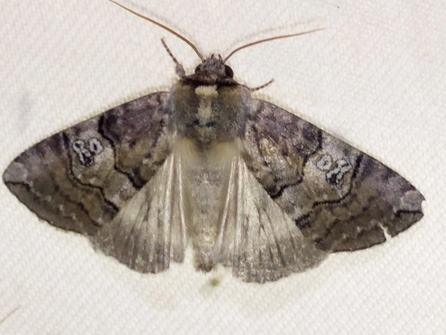 Tethea ocularis - pápaszemes pihésszövő