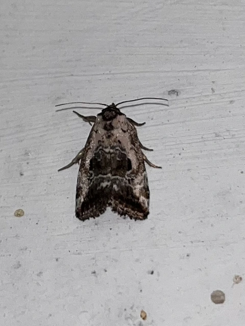 Hapalotis venustula - rózsaszínű mázasbagoly