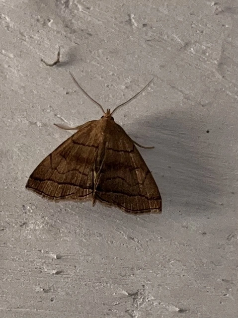 Herminia tarsicrinalis - szőröslábú karcsúbagoly