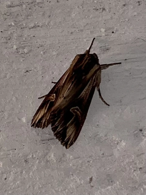Actinotia polyodon - nagy sugarasbagoly