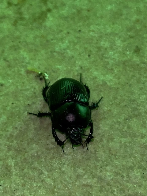 Geotrupes spiniger - közönséges álganéjtúró