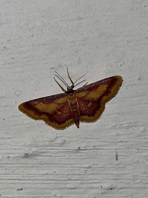 Idaea muricata - mocsári pirosaraszoló