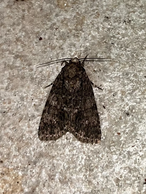 Acronicta rumicis - sóska-szigonyosbagoly