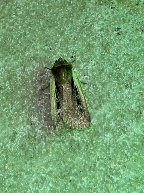 Ochropleura plecta - fehérszegélyű fűbagoly
