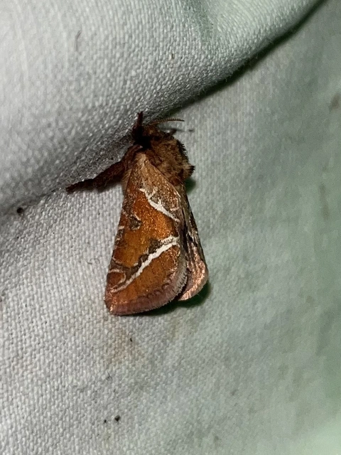 Triodia sylvina - kis gyökérrágólepke