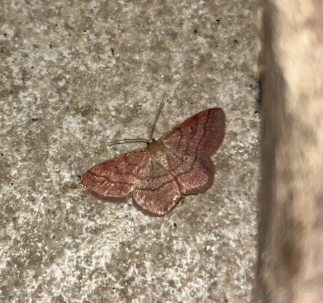 Scopula rubiginata - réti pirosaraszoló