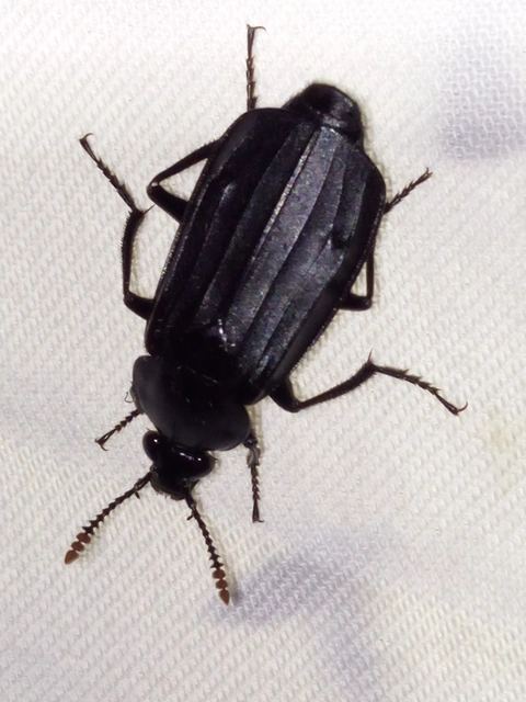 Necrodes littoralis - nagy dögbogár