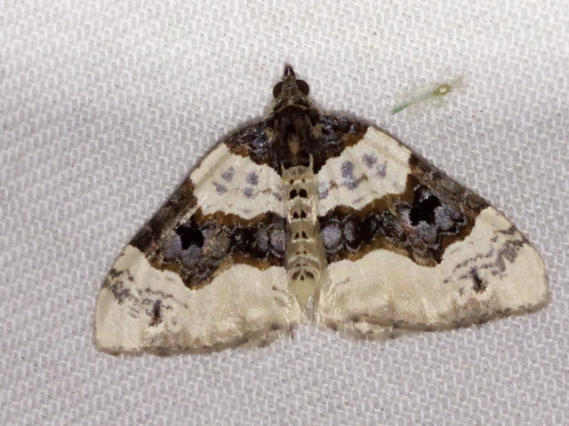Cosmorhoe ocellata - szemes galajaraszoló