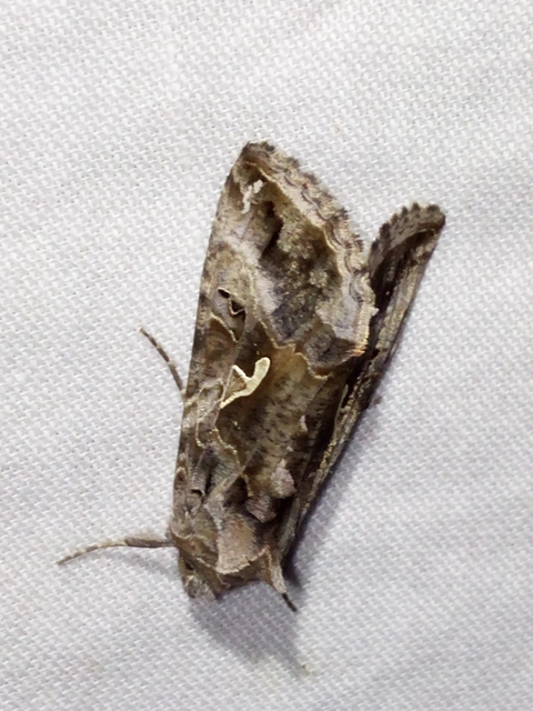 Autographa gamma - gammalepke