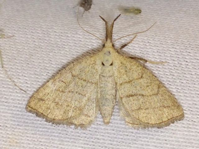 Polypogon tentacularia - sötétaljú karcsúbagoly
