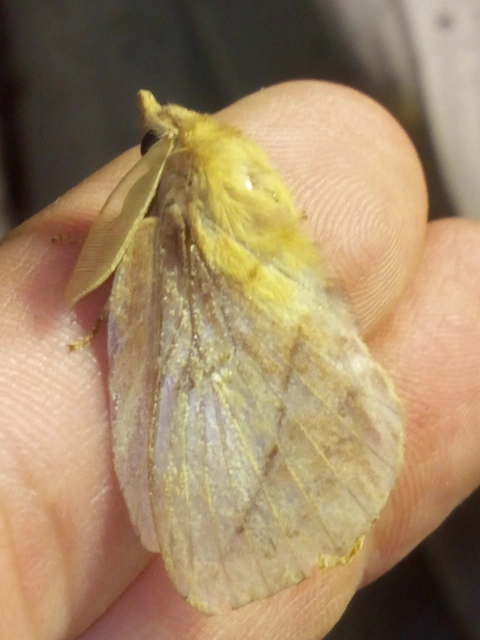 Euthrix potatoria - szomjas pohók