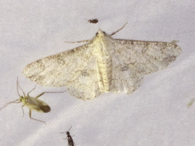 Ascotis selenaria - holdas faaraszoló