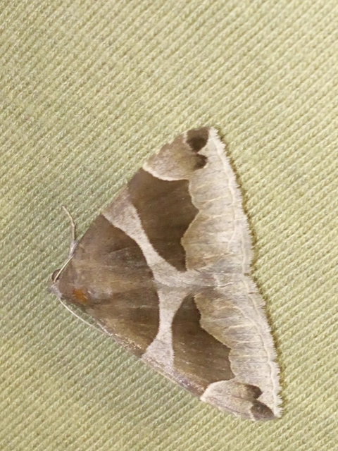 Dysgonia algira - déli porcelánbagoly