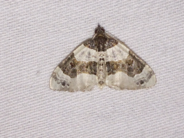 Cosmorhoe ocellata - szemes galajaraszoló