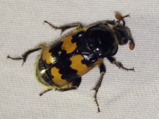 Nicrophorus vespillo - közönséges temetőbogár