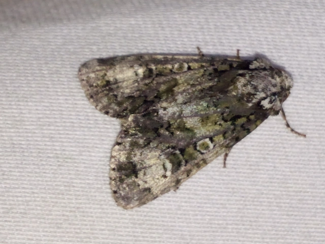 Craniophora ligustri - fagyalbagoly